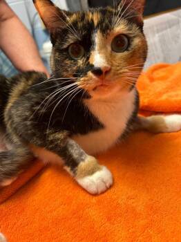 Brooke Shields -  Domestic Short Hair Cat for Adoption in Detroit, Michigan - Brooke Shields | PetCurious