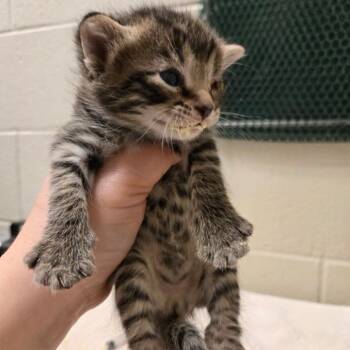 Tabracadabra -  Domestic Short Hair Cat for Adoption in South Elgin, Illinois - Tabracadabra | PetCurious