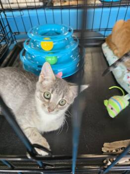 Boberry -  Domestic Short Hair Cat for Adoption in Morganton, North Carolina - Boberry | PetCurious