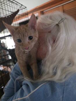 Teagan -  Domestic Short Hair Cat for Adoption in Thompson Falls, Montana - Teagan | PetCurious