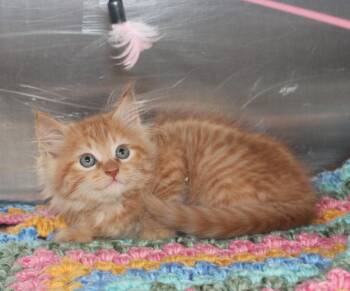 Domestic Long Hair and Tabby Cats Available for Adoption in Prattville, Alabama - Ollie - 43483 | PetCurious