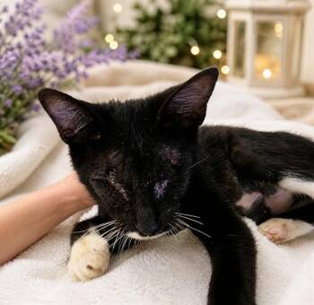 Domestic Short Hair Cats Available for Adoption in Ocala, Florida - TATI | PetCurious