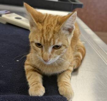 Kingston -  Domestic Short Hair Cat for Adoption in Oakland, California - Kingston | PetCurious