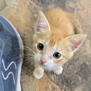 Cheese Ball -  Domestic Short Hair Cat for Adoption in San Antonio, Texas - Cheese Ball | PetCurious