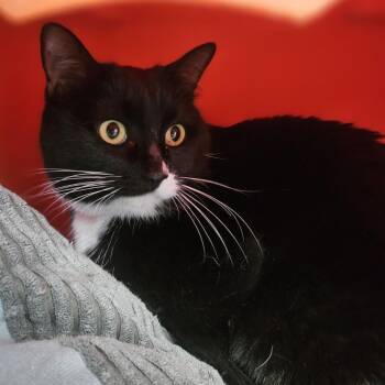 Maudie -  Domestic Short Hair Cat for Adoption in Lakewood, Colorado - Maudie | PetCurious