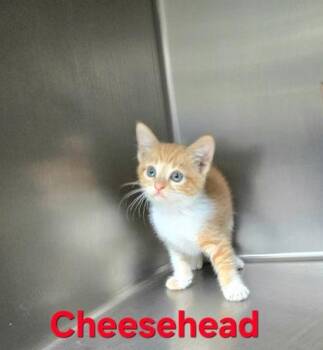 Cheesehead -  Domestic Short Hair Cat for Adoption in Sullivan, Indiana - Cheesehead | PetCurious