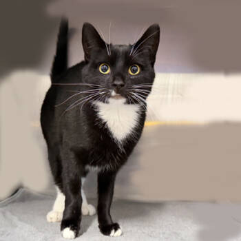 Rescue Domestic Short Hair Cats for Adoption in Voorhees Township, New Jersey - Sally Finkelstein | PetCurious