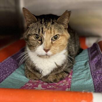 Domestic Short Hair Cats Available for Adoption in Salt Lake City, Utah - Minke | PetCurious