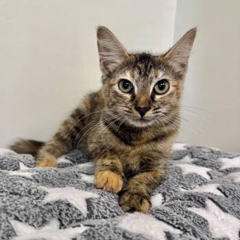 Scorch -  Domestic Medium Hair Cat for Adoption in Houston, Texas - Scorch | PetCurious