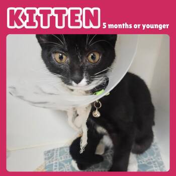 Pluto -  Domestic Short Hair Cat for Adoption in Gainesville, Florida - Pluto | PetCurious