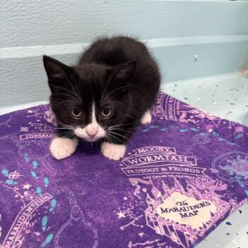 Tabasco -  Domestic Short Hair Cat for Adoption in Victoria, British Columbia - Tabasco | PetCurious