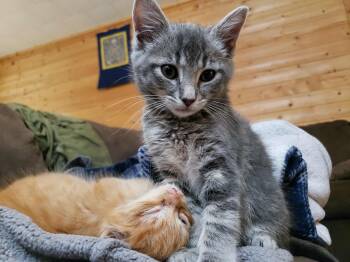 Rescue Domestic Medium Hair Cats for Adoption in Jurupa Valley, California - Bilbo | PetCurious