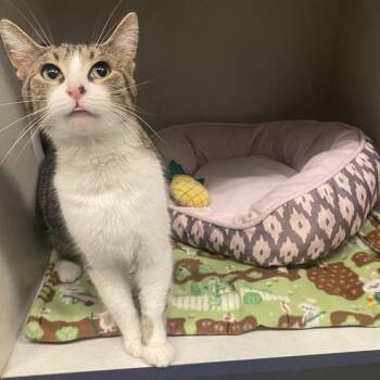 Domestic Short Hair Cats Available for Adoption in Dayton, Ohio - Glow Worm | PetCurious