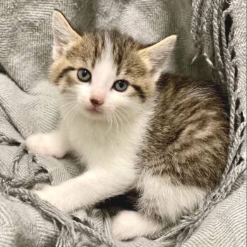 Rescue Domestic Short Hair Cats for Adoption in Decorah, Iowa - London | PetCurious