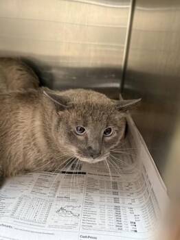 TweedleDum -  Siamese and Domestic Short Hair Cat for Adoption in North Richland Hills, Texas - TweedleDum | PetCurious