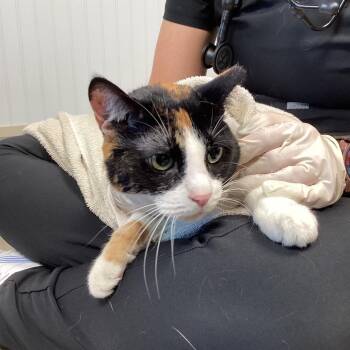 Domestic Short Hair Cats Available for Adoption - Sophie | PetCurious