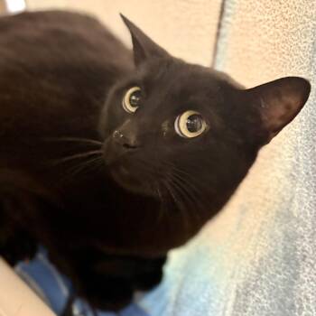 Nero -  Domestic Short Hair Cat for Adoption in Riverside, California - Nero | PetCurious