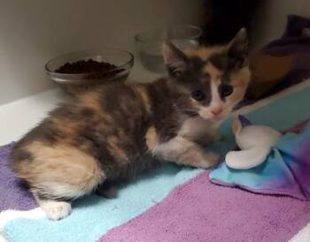 Tuna -  Domestic Medium Hair and Domestic Short Hair Cat for Adoption in Fairfax, Virginia - Tuna | PetCurious