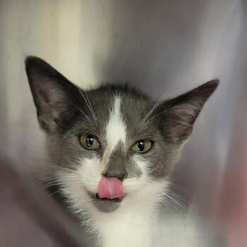 Pickles -  Domestic Short Hair Cat for Adoption in Milan, Illinois - Pickles | PetCurious