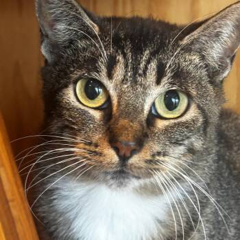Apple -  Domestic Short Hair Cat for Adoption in Bentonville, Arkansas - Apple | PetCurious