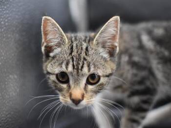 Oregano -  Domestic Short Hair Cat for Adoption in Portland, Oregon - Oregano | PetCurious
