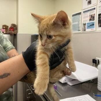 Boulevard -  Domestic Short Hair Cat for Adoption in Chicago, Illinois - Boulevard | PetCurious