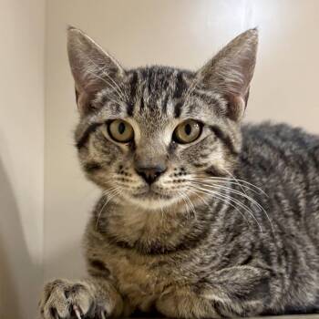 Grant -  Domestic Short Hair Cat for Adoption in Sonora, California - Grant | PetCurious