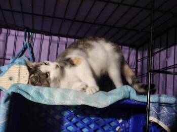 Rescue Domestic Short Hair Cats for Adoption in East Brunswick, New Jersey - Chick Pea | PetCurious