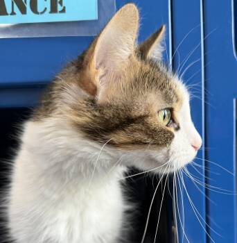 Domestic Short Hair Cats Available for Adoption in Sault Ste. Marie, Michigan - Sassy | PetCurious