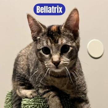 Bellatrix -  Domestic Short Hair Cat for Adoption in Freeland, Michigan - Bellatrix | PetCurious
