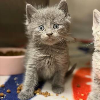 Domestic Long Hair Cats Available for Adoption in Fort Smith, Arkansas - Blinky | PetCurious