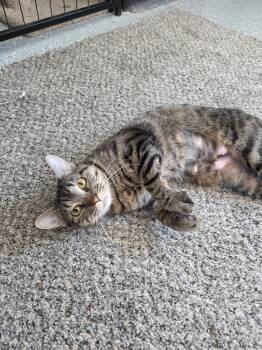 Rescue Tabby Cats for Adoption in Carson City, Nevada - Tiger | PetCurious