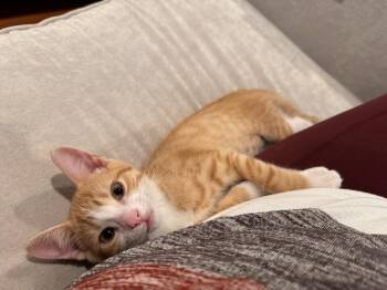 Dior -  Domestic Short Hair Cat for Adoption in Greenbelt, Maryland - Dior | PetCurious