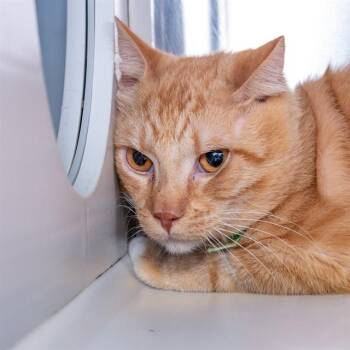 LARRY -  Domestic Short Hair Cat for Adoption in St. Louis, Missouri - LARRY | PetCurious