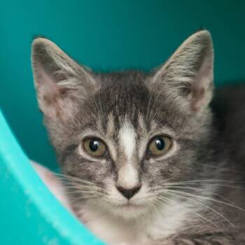 Nesta -  Domestic Short Hair Cat for Adoption in Middletown, Rhode Island - Nesta | PetCurious