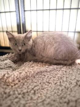 Becky -  Domestic Medium Hair Cat for Adoption in Crown Point, Indiana - Becky | PetCurious