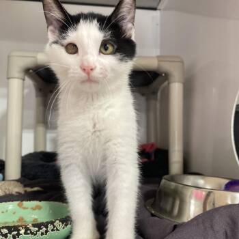 Sergant Reckless -  Domestic Short Hair Cat for Adoption in Puslinch, Ontario - Sergant Reckless | PetCurious