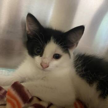 Diego -  Domestic Short Hair Cat for Adoption in Newark, New Jersey - Diego | PetCurious