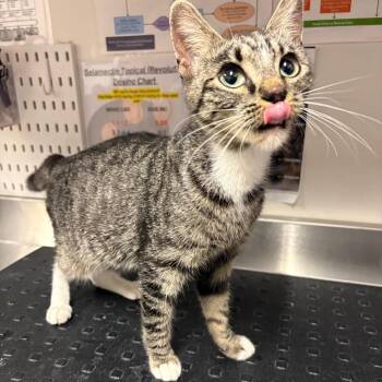 Sun -  Domestic Short Hair Cat for Adoption in League City, Texas - Sun | PetCurious