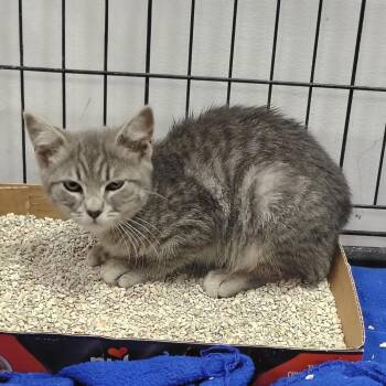 Track Star -  Domestic Short Hair Cat for Adoption in Coos Bay, Oregon - Track Star | PetCurious