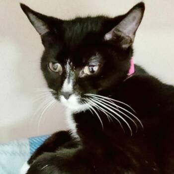 Ariana -  Domestic Short Hair Cat for Adoption in Lakeland, Florida - Ariana | PetCurious