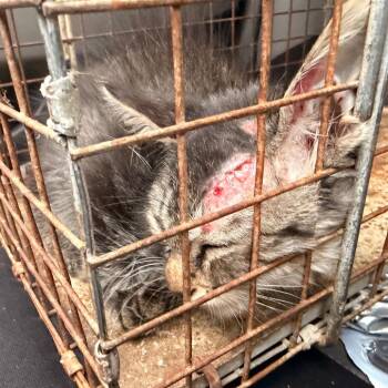 Gambino -  Domestic Short Hair Cat for Adoption in Edinburg, Texas - Gambino | PetCurious