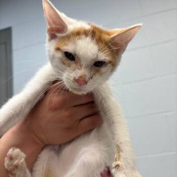 Domestic Short Hair Cats Available for Adoption in Parkersburg, West Virginia - Squid | PetCurious