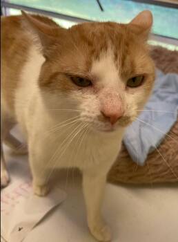 RICKMAN -  Domestic Short Hair Cat for Adoption in Muskegon, Michigan - RICKMAN | PetCurious
