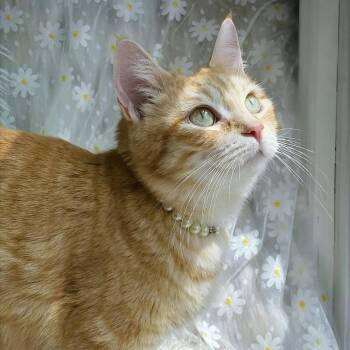 Domestic Short Hair Cats Available for Adoption in Huntsville, Alabama - Maria | PetCurious