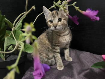 Rescue Tabby and Domestic Short Hair Cats for Adoption in Fayetteville, Georgia - Marigold | PetCurious