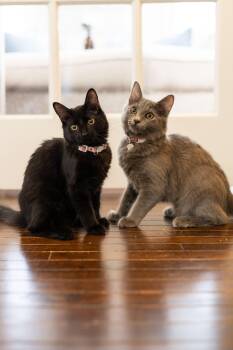Rescue Domestic Medium Hair Cats for Adoption in Avondale Estates, Georgia - Winnie | PetCurious