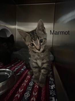 Rescue Domestic Short Hair Cats for Adoption in Knoxville, Tennessee - Marmot | PetCurious