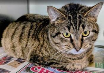 Domestic Short Hair Cats Available for Adoption in Fairfax, Virginia - Mami | PetCurious
