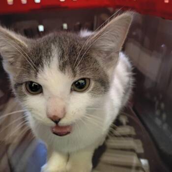 Argentine -  Domestic Short Hair Cat for Adoption in Lynchburg, Virginia - Argentine | PetCurious